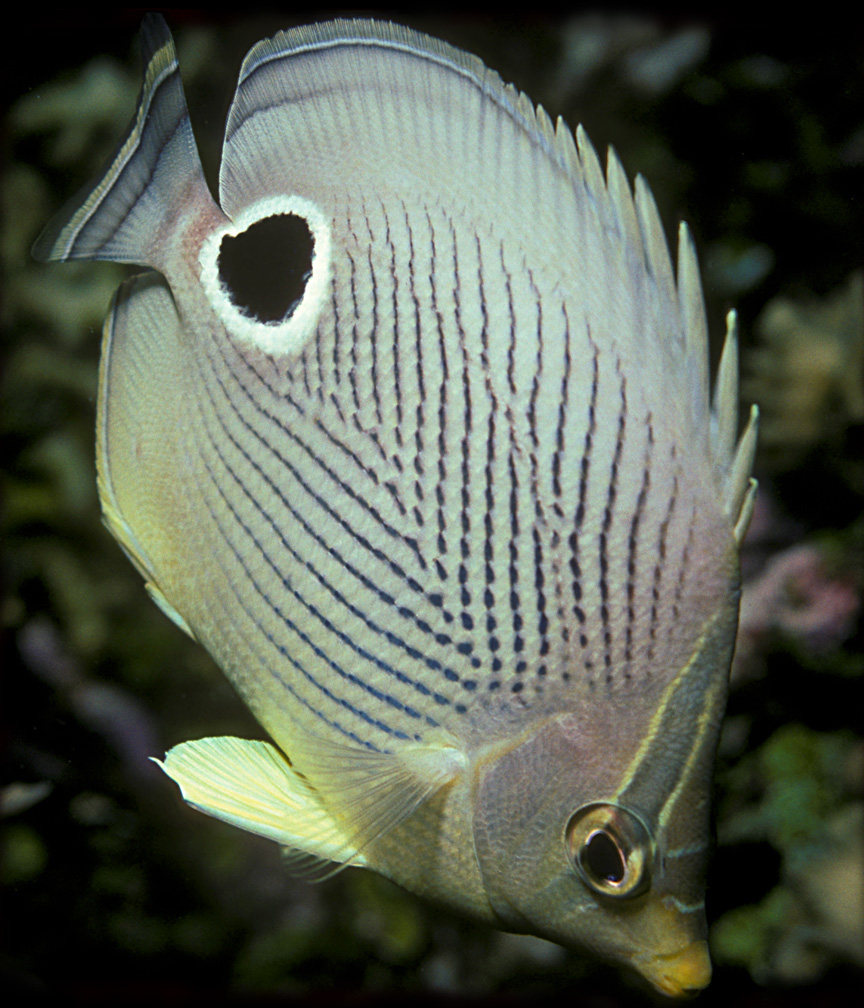 Chaetodon capistratus (Pesce farfalla quattr'occhi)